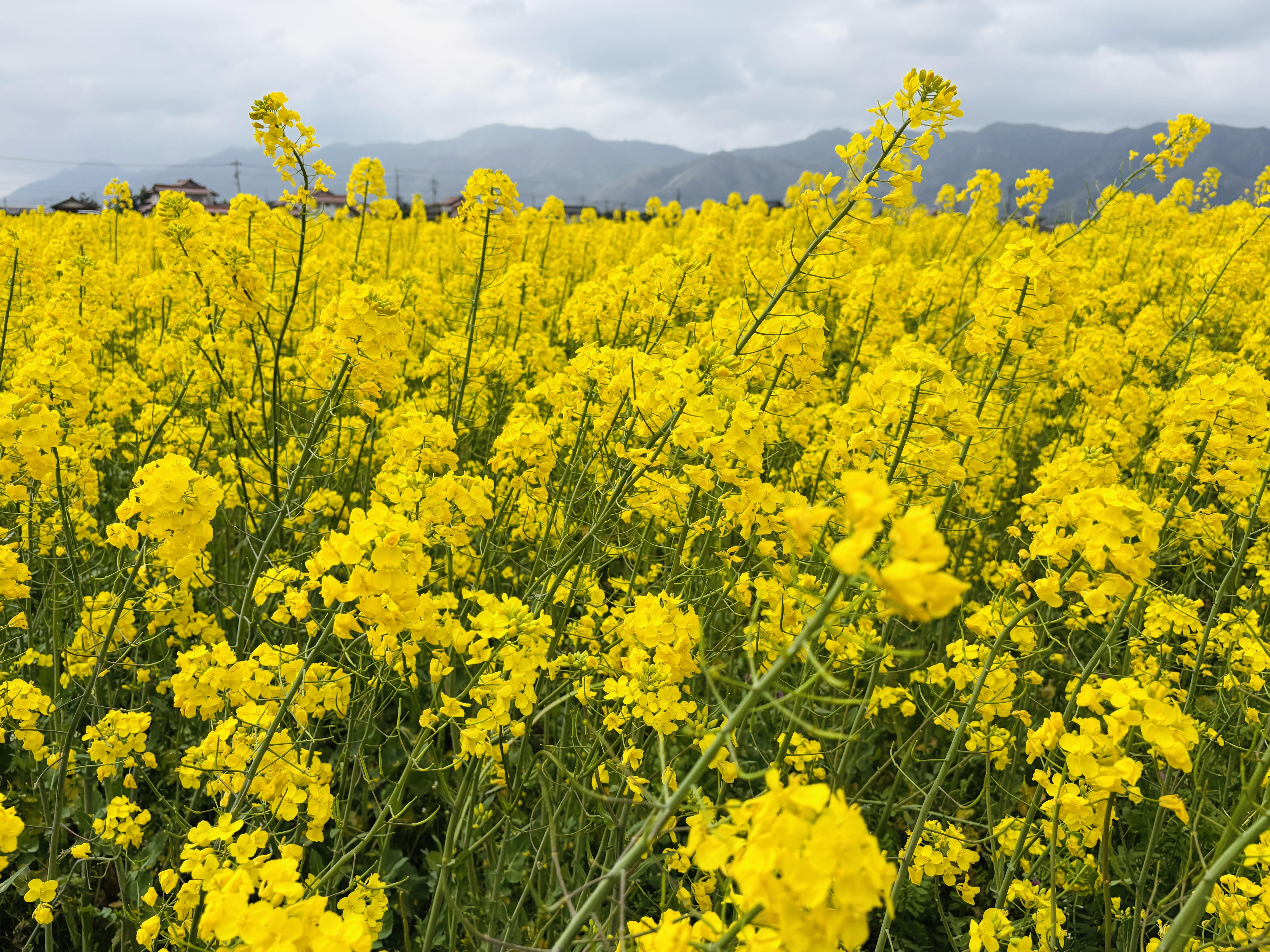 菜の花.jpg