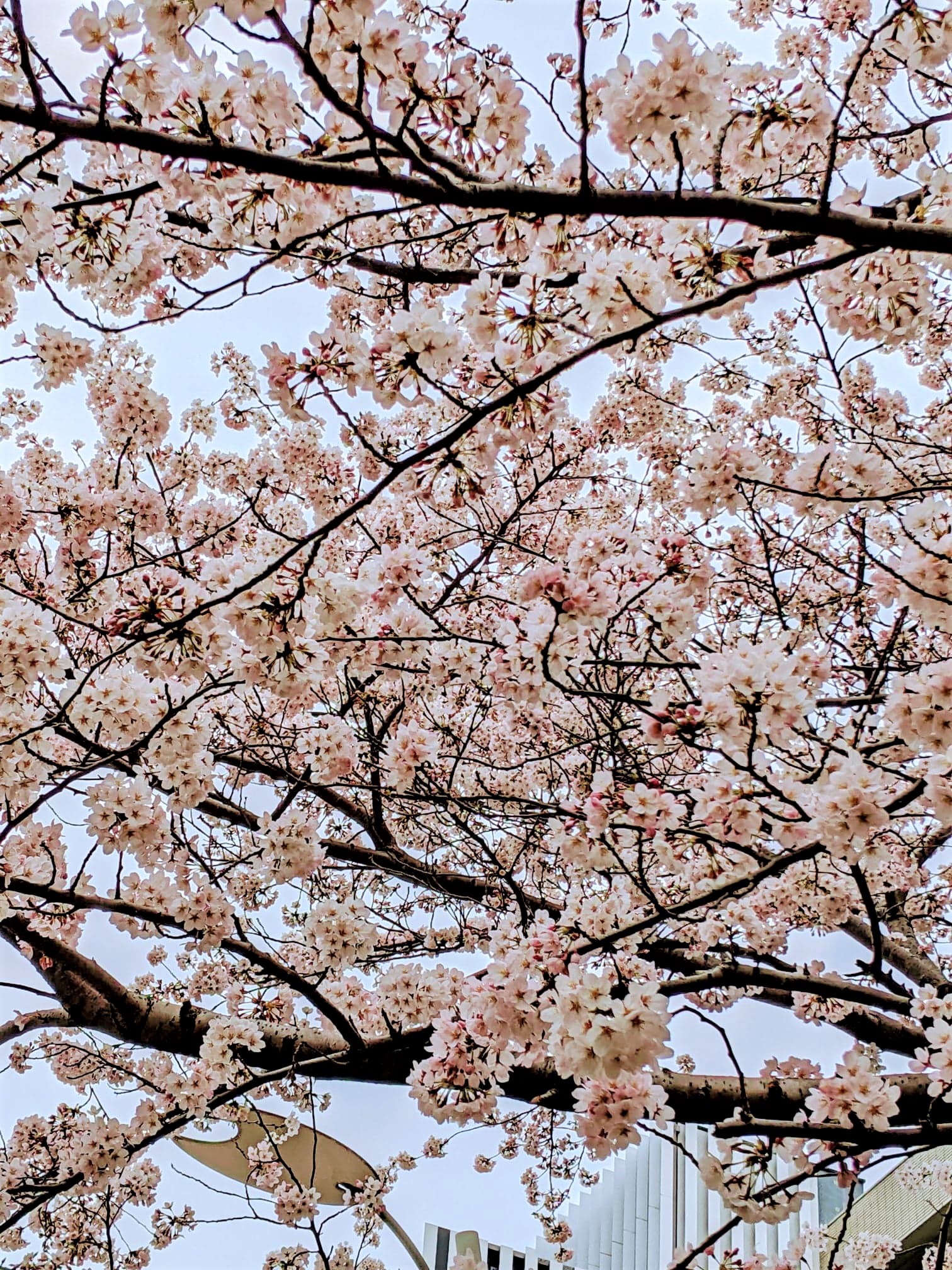 桜2204.jpg