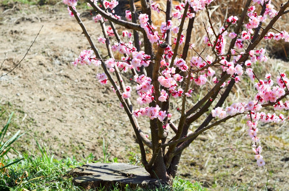 ①杏子の花.jpg