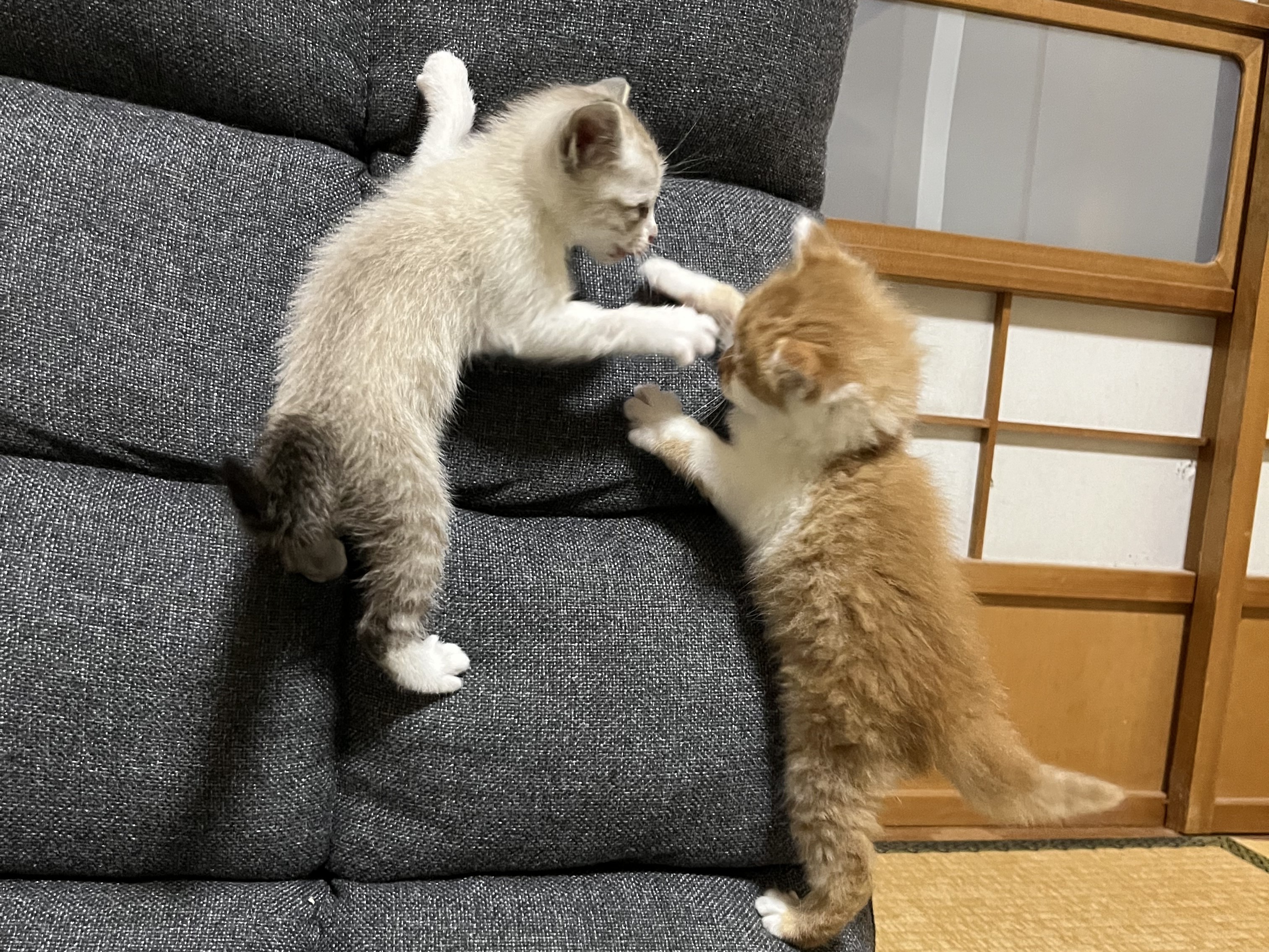 6.12ひとりごと写真.jpeg